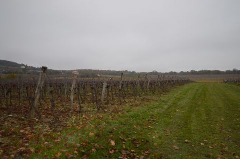 Eladó Telek 8245 Pécsely 