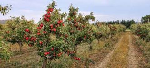 Eladó Mezőgazdasági 4836 Lónya , Lónya