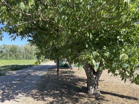 Eladó Telek 6000 Kecskemét , Szarkásban tanyahely eladó!