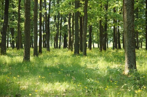 Eladó Telek 6050 Lajosmizse , 22 HA erdő