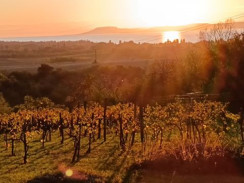 Eladó Telek 8621 Zamárdi , eladó balatoni panorámás, fél hektáros telek