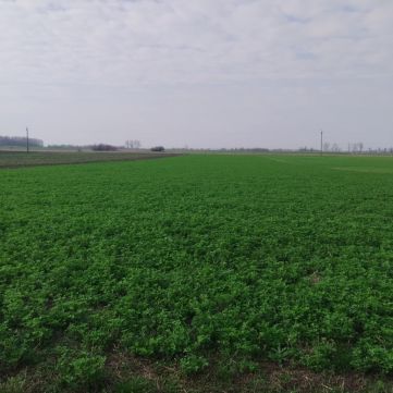 Eladó Mezőgazdasági 6066 Tiszaalpár Nincs utca