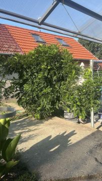Eladó Ház 6600 Szentes , Szentes, Kisér