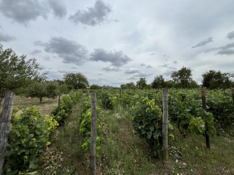 Eladó Telek 8123 Soponya zártkerti részen