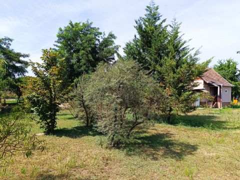 Kiadó Ház 6000 Kecskemét Felsőszéktóban hobbi ház KIADÓ kutyásoknak is!