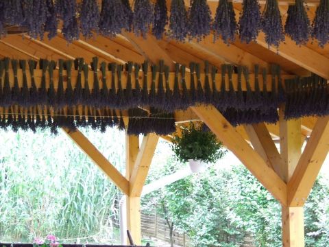 Eladó Vendéglátás 6640 Csongrád 