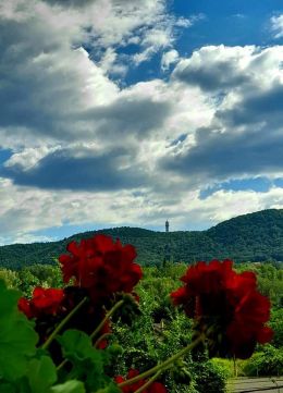 Eladó Ház 1037 Budapest 3. kerület , Testvérhegyi út