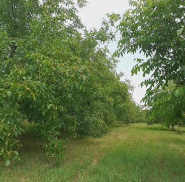Eladó Telek 8653 Ádánd , 8052 m2 területen fekvő, termő DIÓ ÜLTETVÉNY eladó!