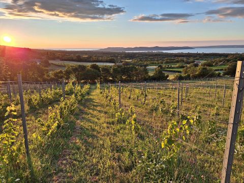 Eladó Mezőgazdasági 8244 Dörgicse , Jogerős építési engedéllyel panorámás szőlő eladó