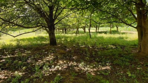 Eladó Telek 4755 Ököritófülpös 