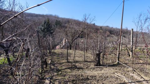 Eladó Telek 7831 Pellérd Pellérdi szőlőhegy