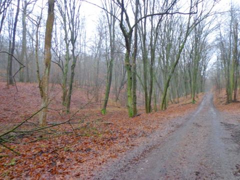 Eladó Telek 2623 Kismaros , Börzsönyliget - csendes, erdős területén