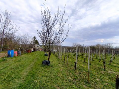 Eladó Mezőgazdasági 7275 Igal 