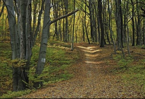 Eladó Telek 7678 Abaliget 